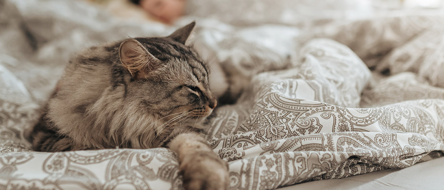 Sollte meine Katze in meinem Bett schlafen? | Perfect Fit™